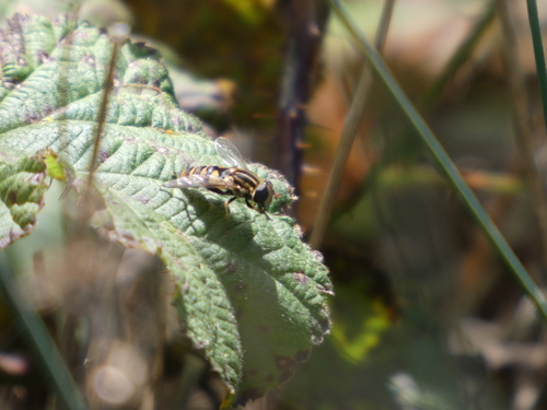 Unknown species found near Pescadero, CA, USA