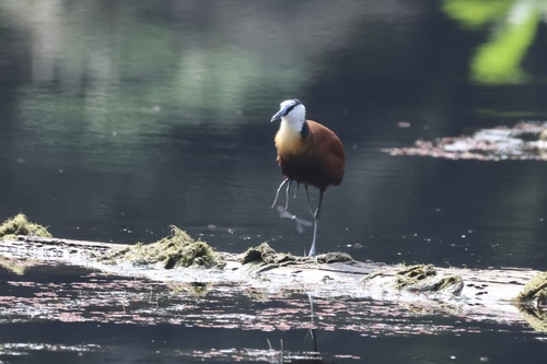 iNaturalist: (c) abcdefgewing, some rights reserved (CC BY-NC), uploaded by abcdefgewing iNaturalist image