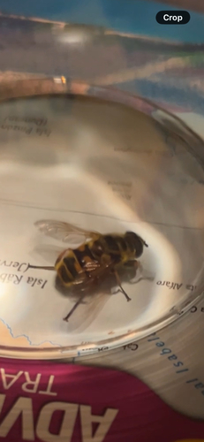 Unknown species found near Old Tower Rd, Livermore, CA, US