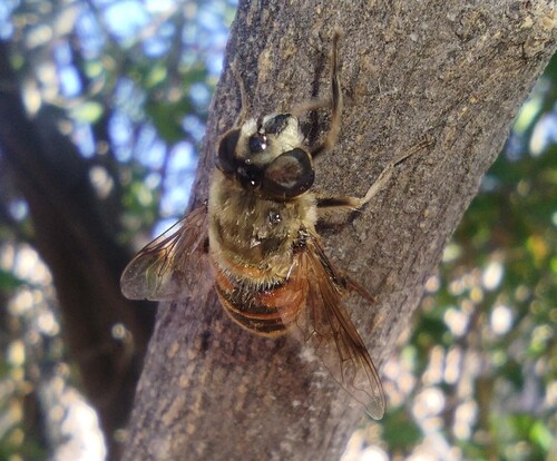 Unknown species found near South Mountain Village, Phoenix, AZ, USA
