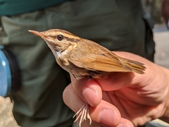 Urosphena squameiceps