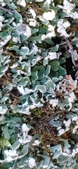 Dichondra argentea