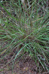 Rytidosperma unarede