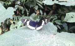 Heliconius eleuchia