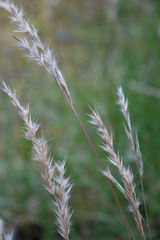 Rytidosperma unarede