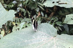Heliconius eleuchia