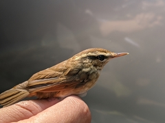 Urosphena squameiceps