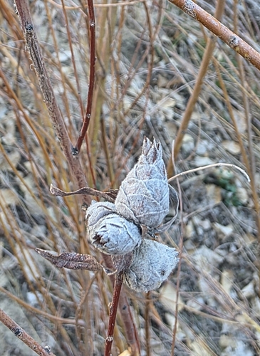 Unknown species found near Navajo Dam, NM 87419, USA
