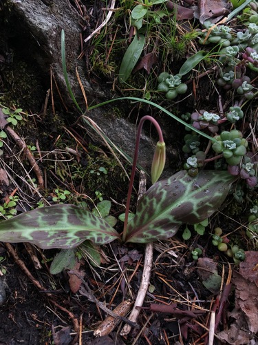 giant white fawn lily