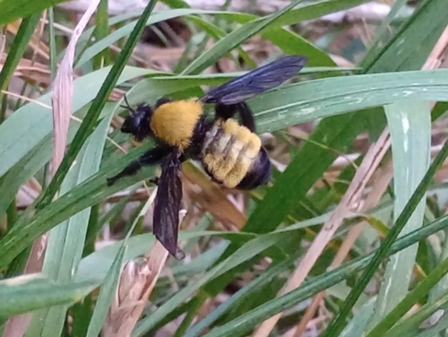 Unknown species found near Gonzales, TX 78629, USA