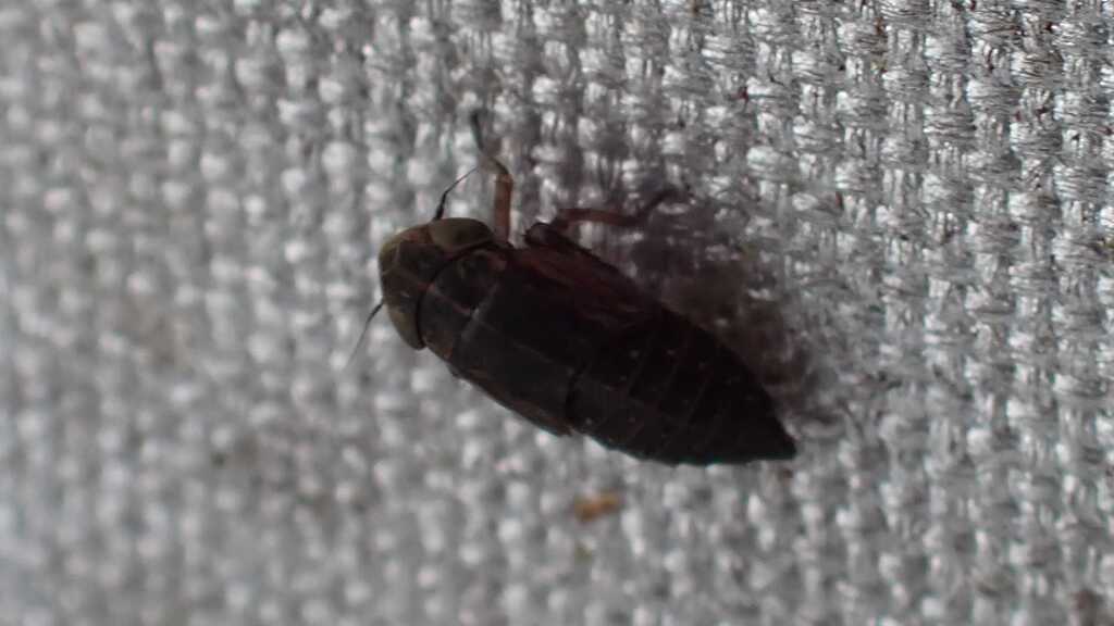 Eessel Insect Euscelis incisa from 13 Berlin-Bezirk Reinickendorf, Deutschland on ...