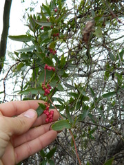Muehlenbeckia sagittifolia