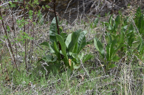 northern mule's ears (Wyethia amplexicaulis)