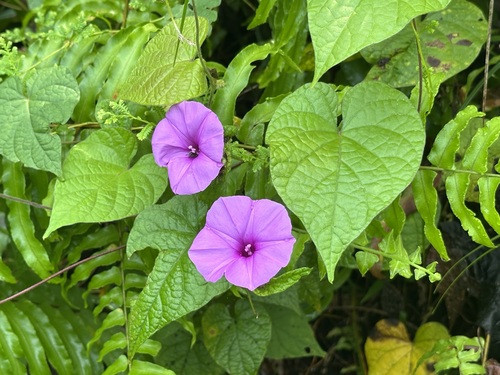 Ipomoea involucrata
