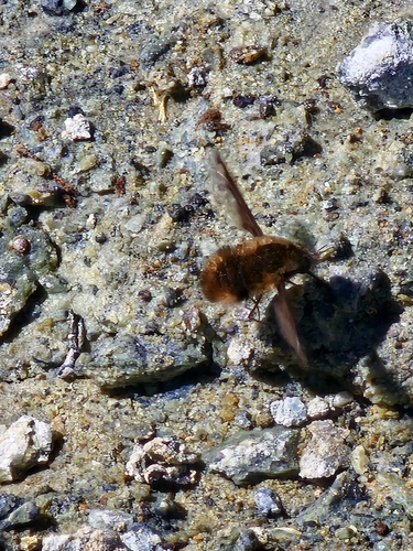 Unknown species found near Forest Knolls, CA 94933, USA