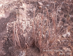 Astrolepis integerrima