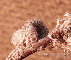 Astrolepis integerrima