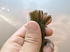 Urosphena squameiceps