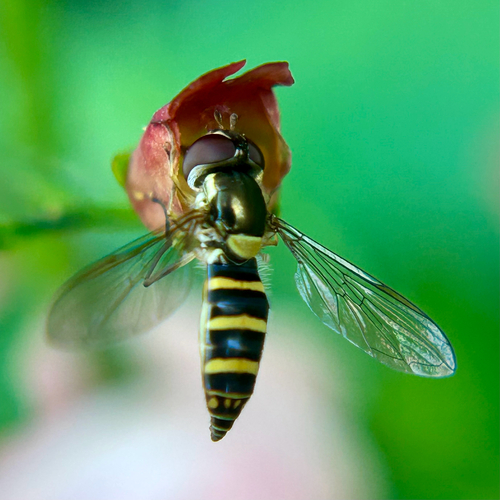 Unknown species found near Kings Rd, Brisbane, CA, US