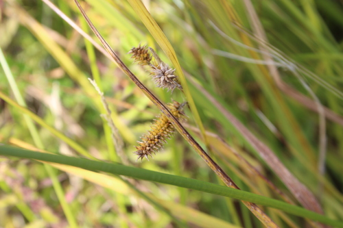 Carex maorica, photograph 3