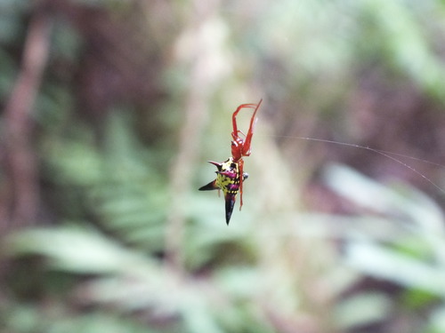 Micrathena sagittata image