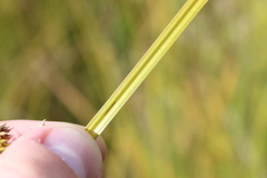 Carex maorica, photograph (c) Joe Dillon, some rights reserved (CC BY)