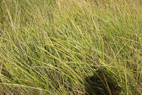 Carex maorica, photograph 5