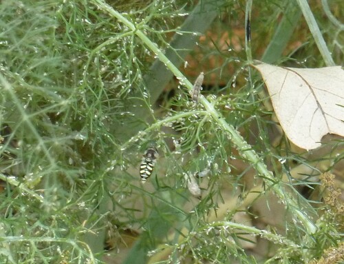 Unknown species found near West Oak Hill, Austin, TX, USA