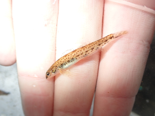 Glassy darter (Etheostoma vitreum) — Percidae — 3
