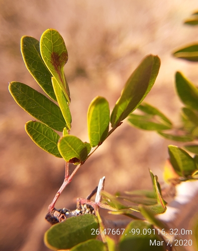 Blackbrush Acacia