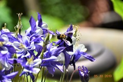 Xylocopa virginica