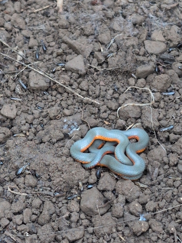 iNaturalist observation photo of Ring-necked Snake