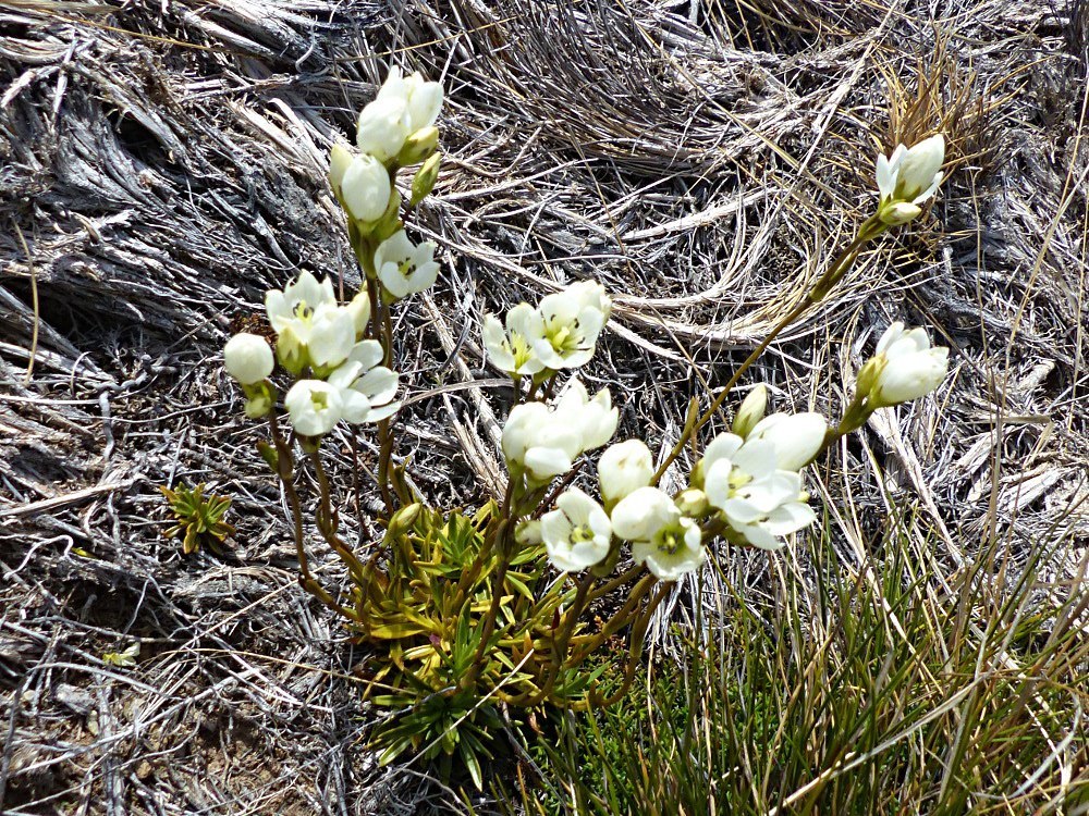 Gentianella vernicosa