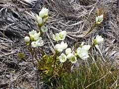 Gentianella vernicosa