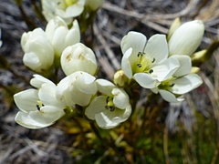 Gentianella vernicosa