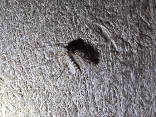 Unknown species found near Chapel Hill, NC 27517, USA