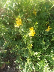 Corydalis curvisiliqua