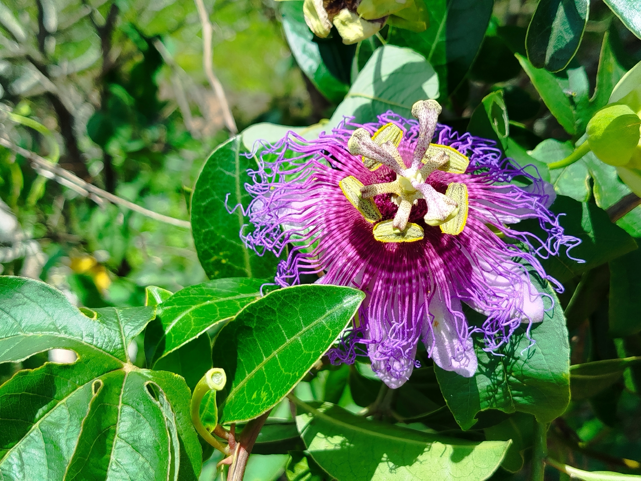 Passiflora cincinnata