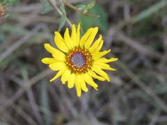 Grindelia pulchella