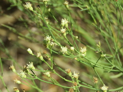 Baccharis notosergila