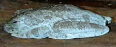 Boana xerophylla