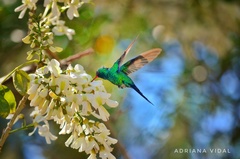 Cynanthus forficatus