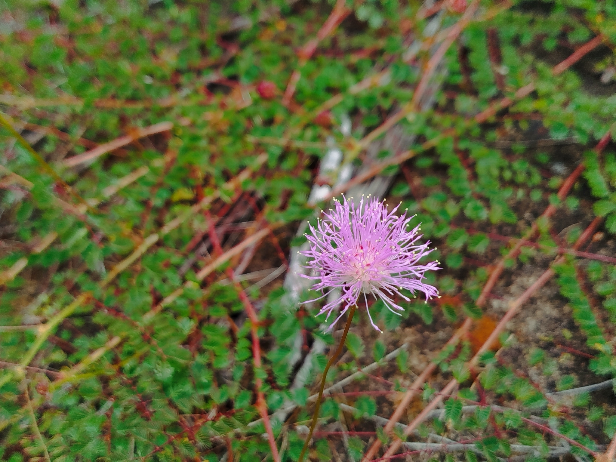 Mimosa borboremae