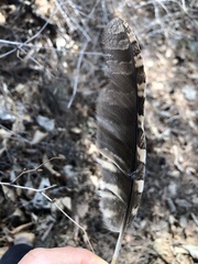 Otus semitorques