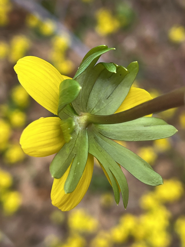 Winter Aconite