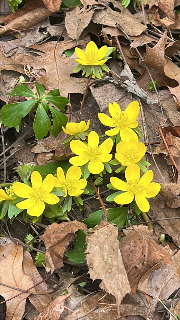 Winter Aconite
