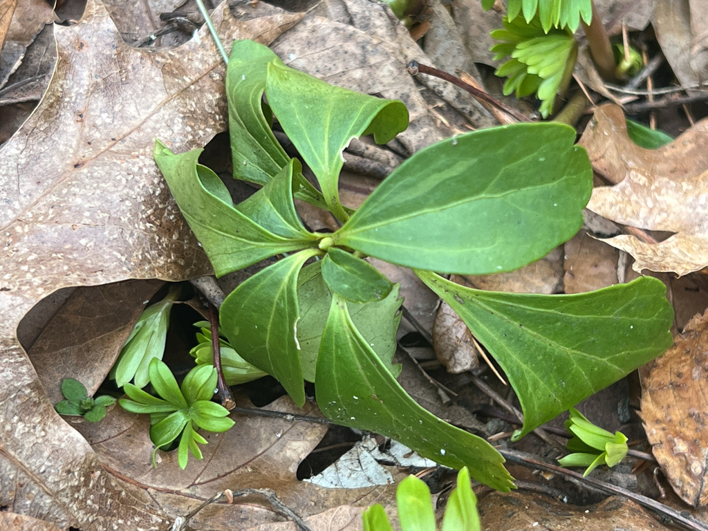 Winter Aconite