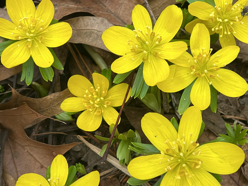 Winter Aconite