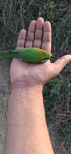 Asian Green Bee-eater