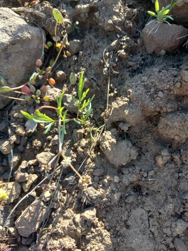 Indian biscuitroot (Lomatium piperi)